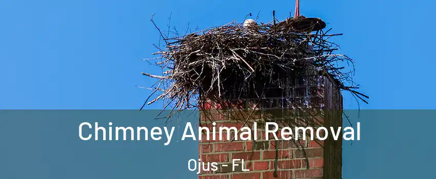 Chimney Animal Removal Ojus - FL