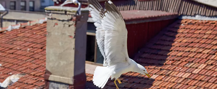 Residential Chimney Animal Removal Solution in Ojus, FL