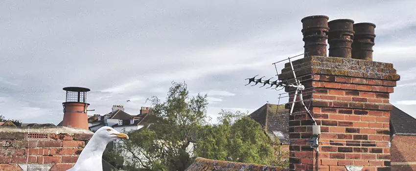 Chimney Cleaning And Restoration in Ojus, Florida